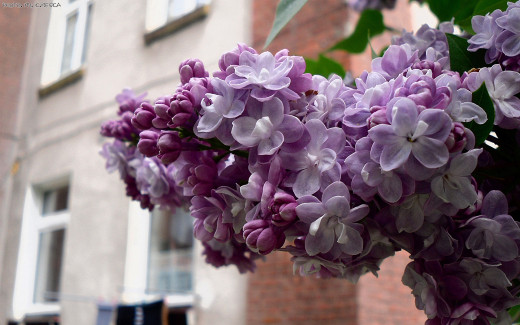 510176 (a): :1680x1050